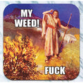 My Weed burning bush - 4" x 4" Coaster - AA
