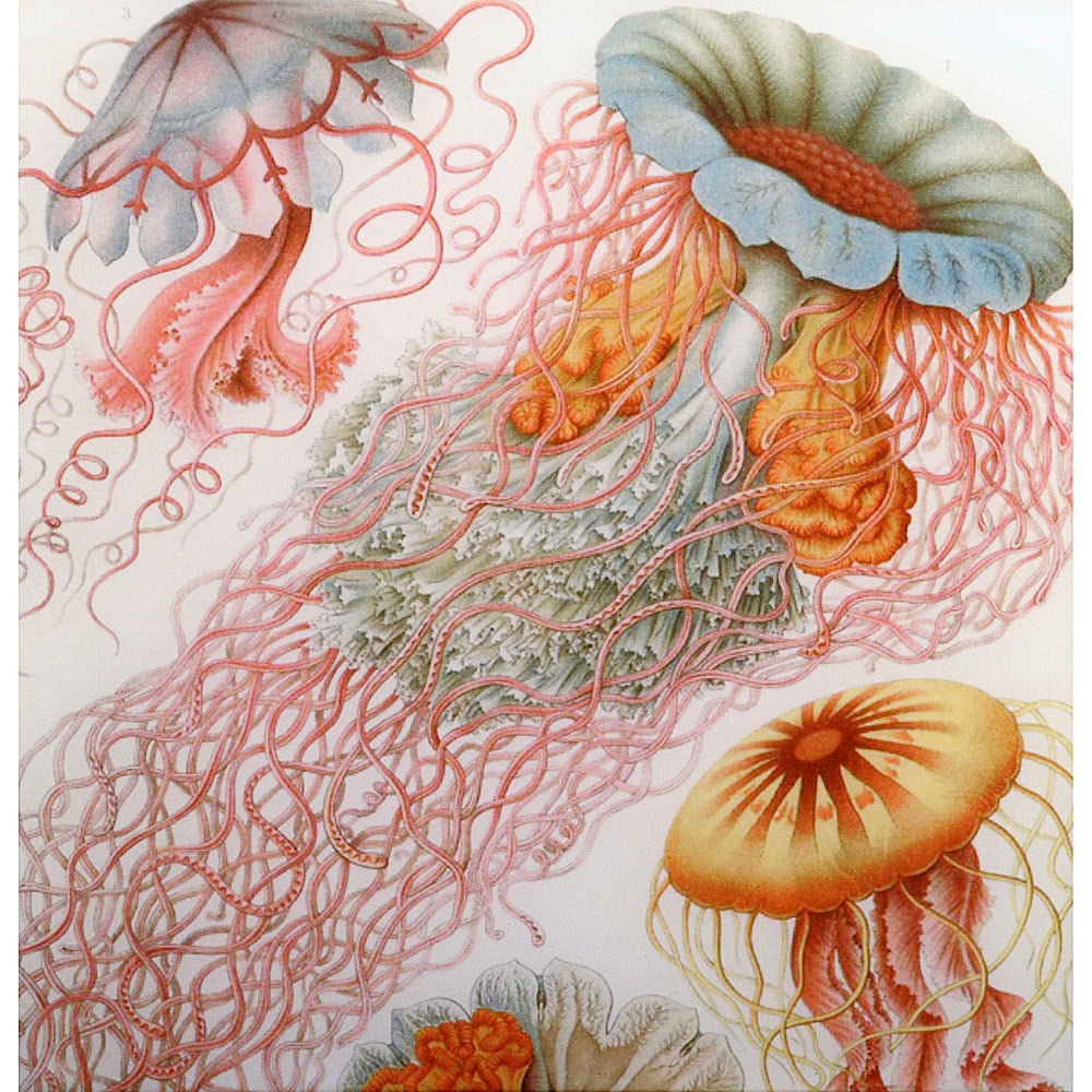 Ernst Haeckel Jellyfish Boutique Wood Box - DD
