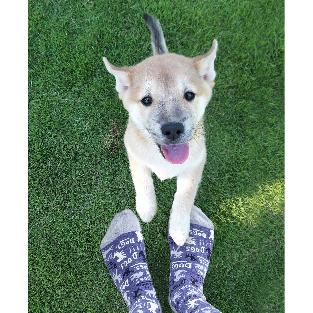 Women's Crew Socks -  DOGS - Blue Q