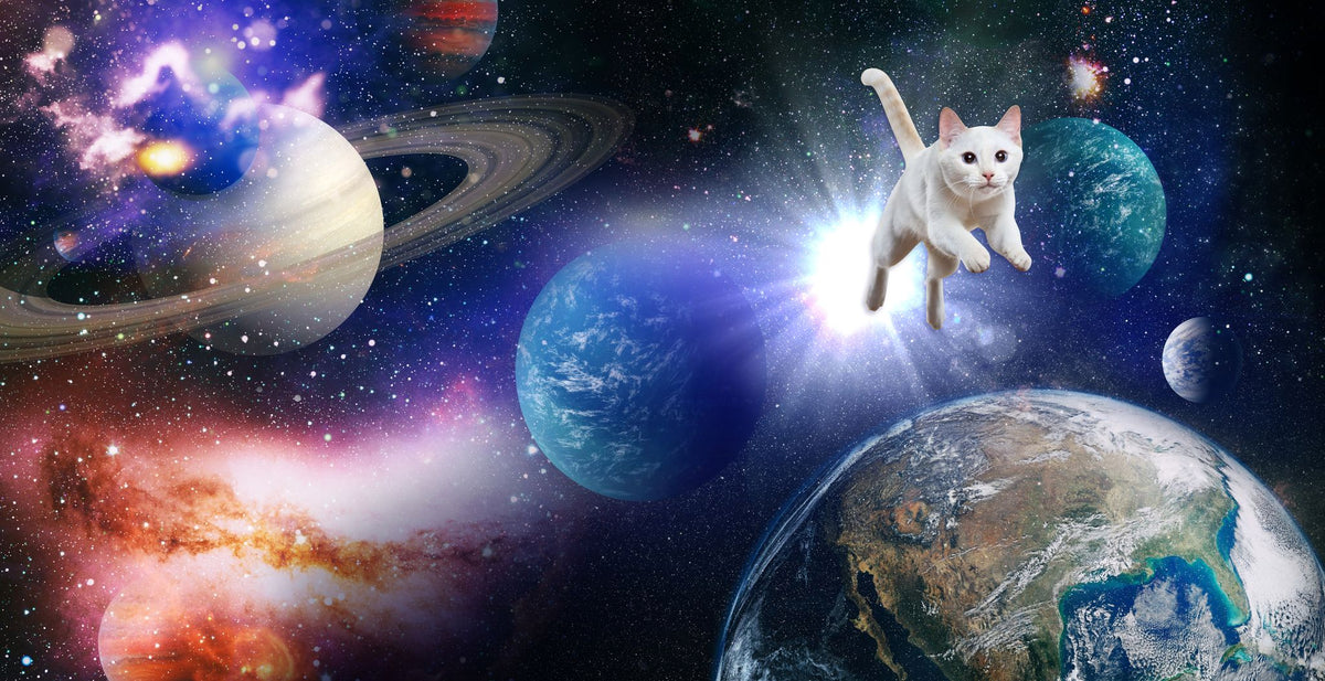 White cat leaping through space past the planets